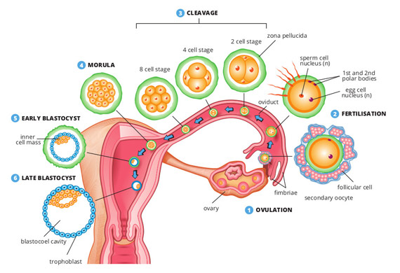Blastocyst culture