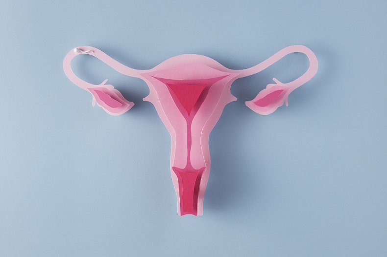 Uterus