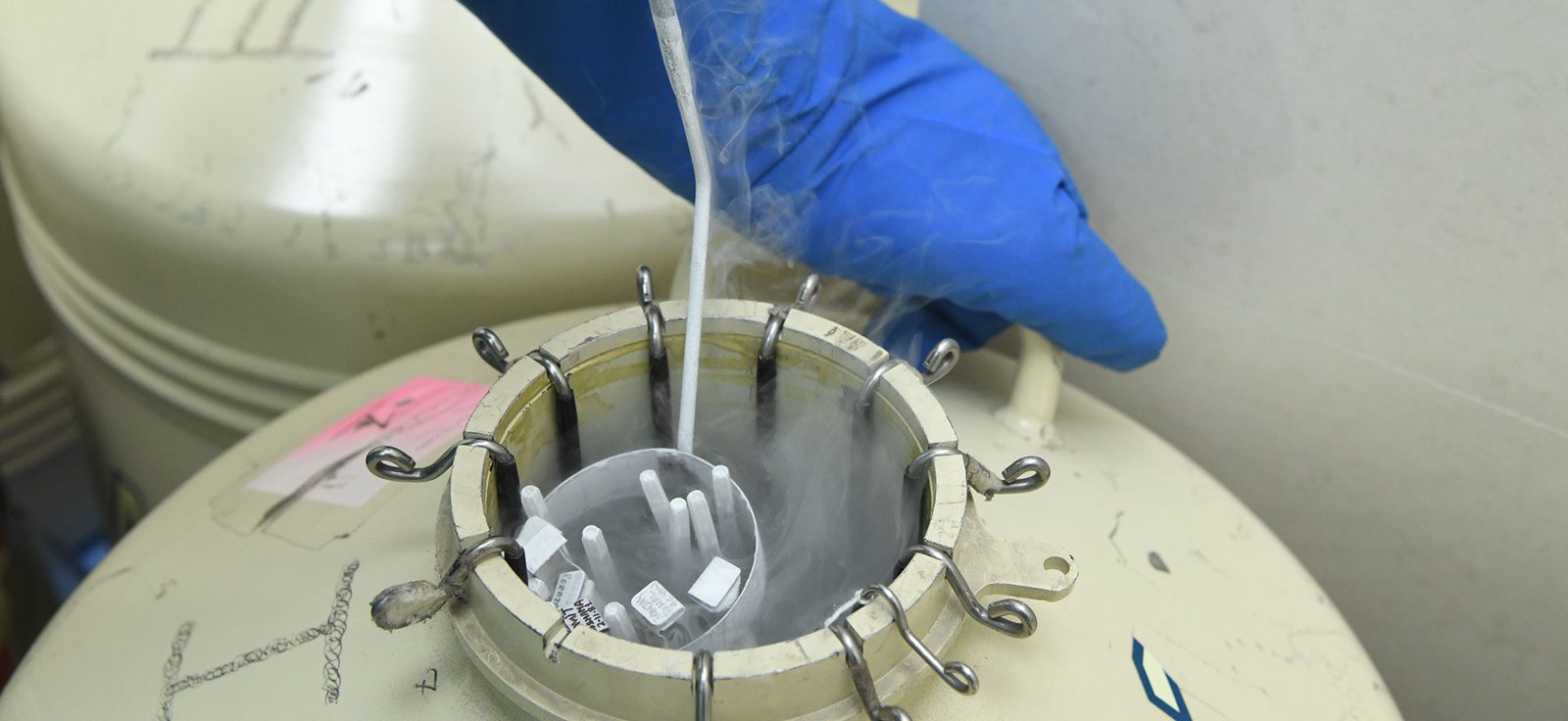 Embryo Transfer