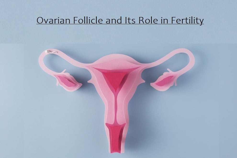 Ovarian Follicle